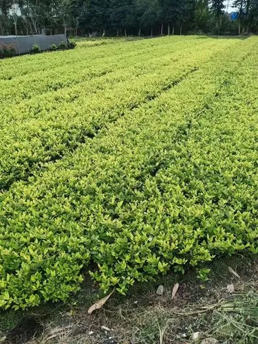 伊犁伊宁宇欣花木绿化工程