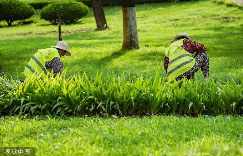 运河镇苗圃绿化工程项目