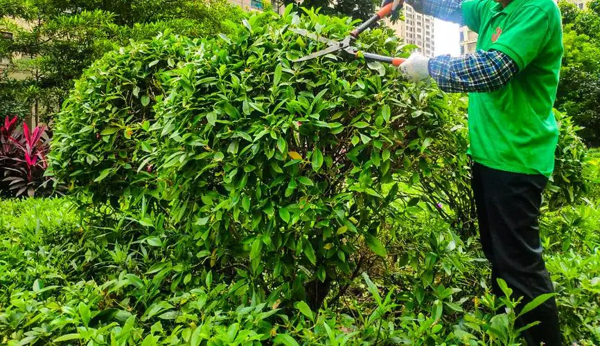 城市园林管理存在问题：草坪维护不力引发市民不满